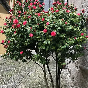 Casa Domaso